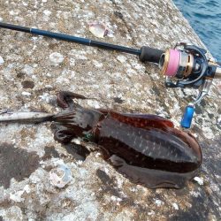 越前エギング 波が…風が…